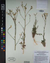 Saltugilia splendens subsp. splendens image