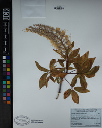 Aesculus californica image