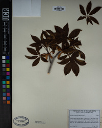 Aesculus californica image