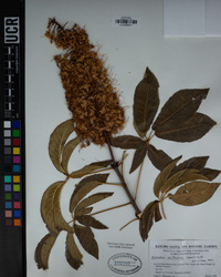 Aesculus californica image