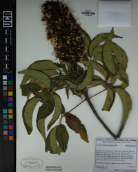 Aesculus californica image