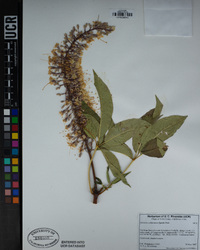 Aesculus californica image