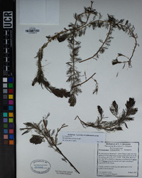 Myriophyllum quitense image