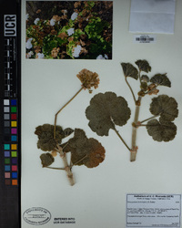 Pelargonium x hortorum image