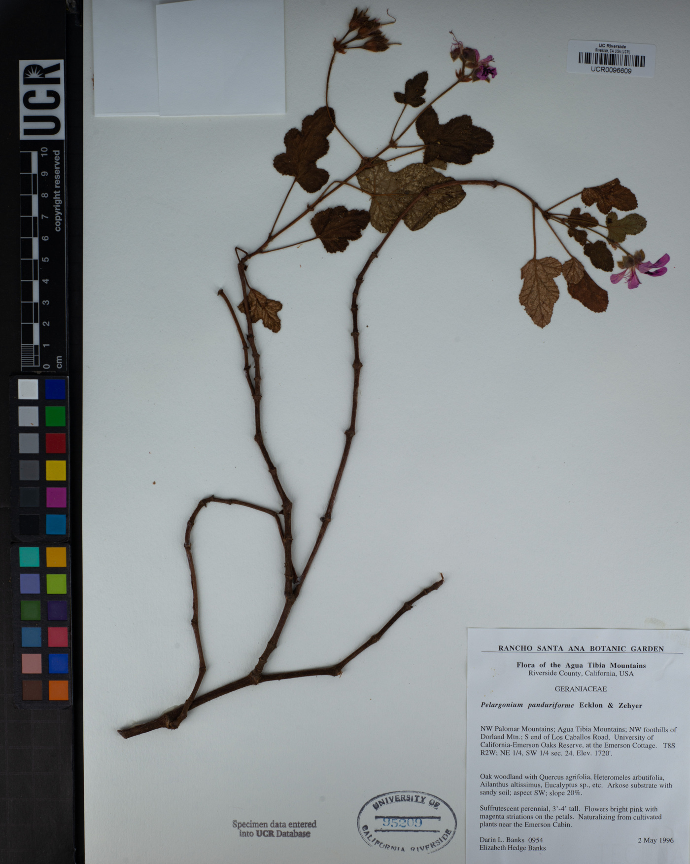 Pelargonium panduriforme image