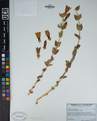 Gentiana calycosa image