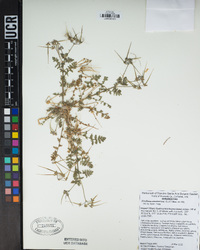 Erodium cicutarium image