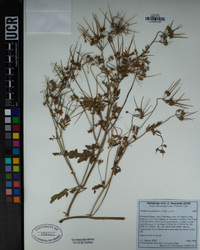 Erodium moschatum image