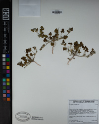 Erodium texanum image