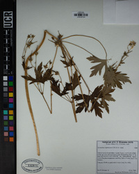 Geranium californicum image