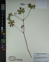 Geranium carolinianum image