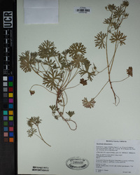 Geranium dissectum image