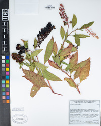 Phytolacca americana image