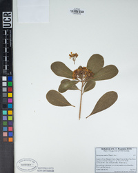 Pittosporum tobira image