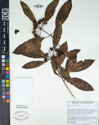 Pittosporum undulatum image