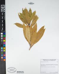 Pittosporum undulatum image