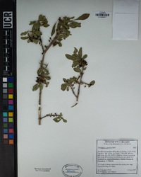 Forestiera pubescens image