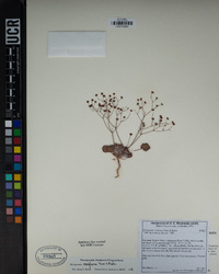 Eriogonum reniforme image