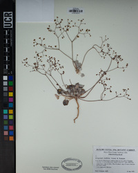 Eriogonum reniforme image