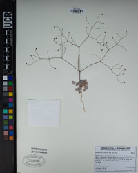 Eriogonum reniforme image