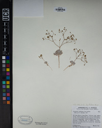 Eriogonum reniforme image