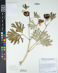 Paeonia californica image