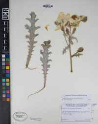 Argemone munita subsp. robusta image
