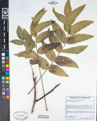 Juglans hindsii image