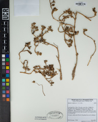 Aptenia cordifolia image