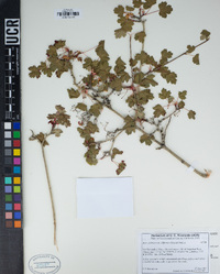 Acer glabrum var. diffusum image