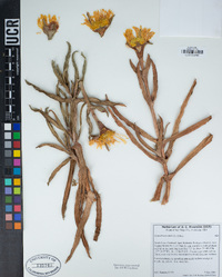 Carpobrotus edulis image