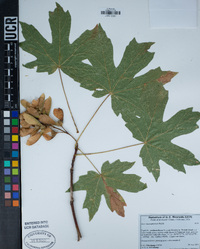 Acer macrophyllum image