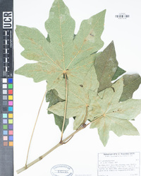 Acer macrophyllum image