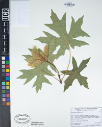 Acer macrophyllum image