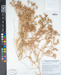 Mesembryanthemum nodiflorum image