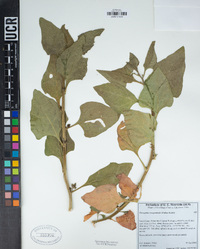 Tetragonia tetragonioides image