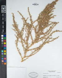 Amaranthus albus image