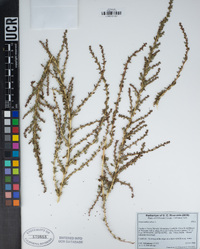 Amaranthus albus image