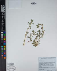 Amaranthus albus image