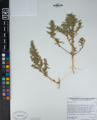 Amaranthus albus image