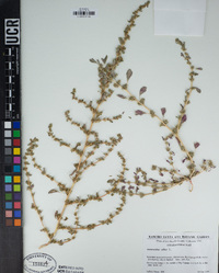 Amaranthus albus image