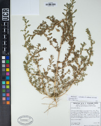 Amaranthus albus image