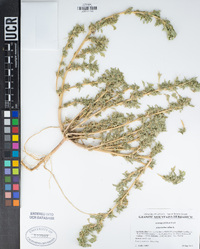 Amaranthus albus image