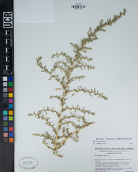 Amaranthus albus image