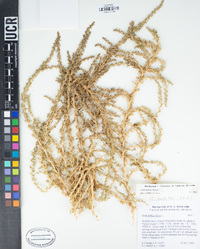 Amaranthus albus image