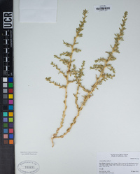 Amaranthus albus image