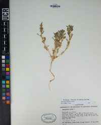 Amaranthus albus image