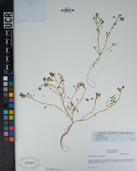 Amaranthus blitum image