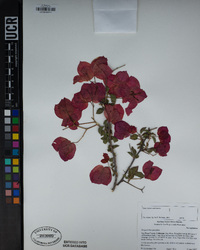 Bougainvillea spectabilis image