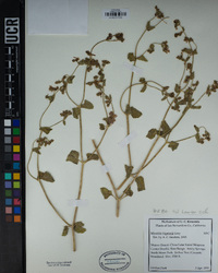 Mirabilis laevis image